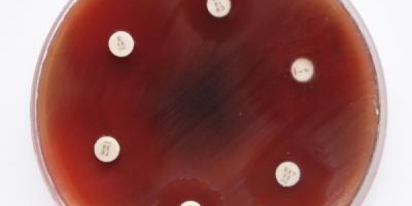 Comeback Of An Abandoned Antibiotic