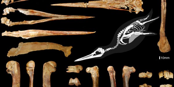 No Tuxedo - Prehistoric Giant Penguin Inkayacu Paracasensis Was Brown And Grey