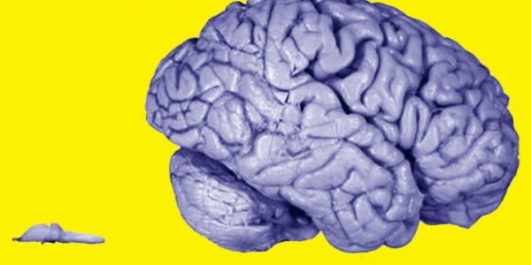 Why We're Smarter Than Chickens