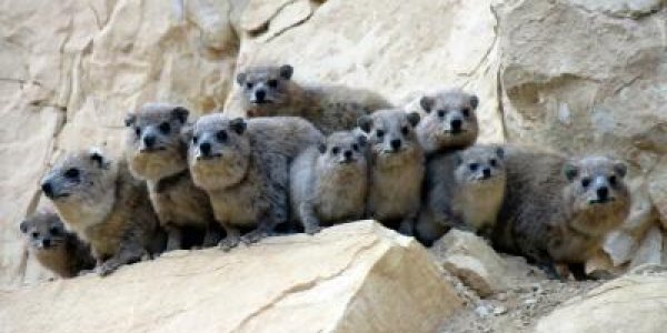 Structual Balance: Rock Hyrax Has Frenemies Too