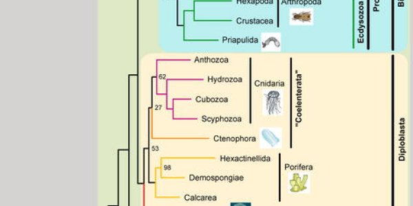 Is Placozoa Now The Most Primitive Animal In The Tree Of Life?