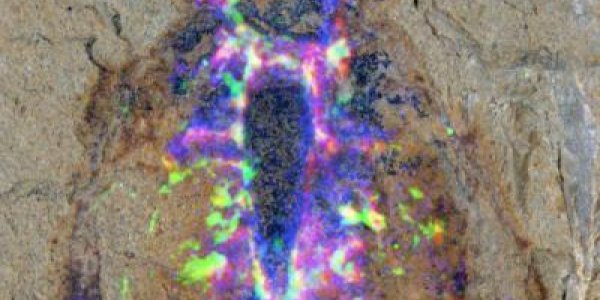 Megacheirans: Extinct Giant Clawed Creature Had A Scorpion Nervous System