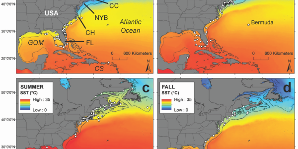 White Sharks In The Northwest Atlantic Looking Good