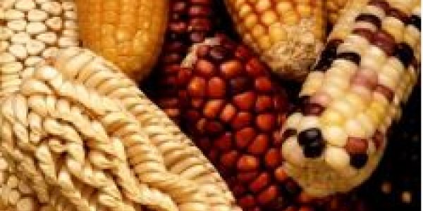 Bt Spray In The Organic Movement: Hypocrisy Or Scientific Illiteracy?