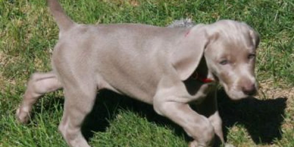 NKX2-8 Gene Mutation Linked To Spina Bifida