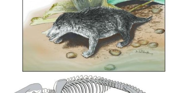 Pseudotribos Robustus: Ancient Jurassic Mammal with New Type of Teeth