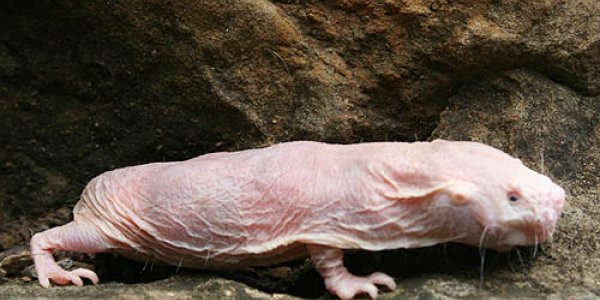Naked Mole Rat Genome Sequenced: Key To Fighting Cancer And Old Age?
