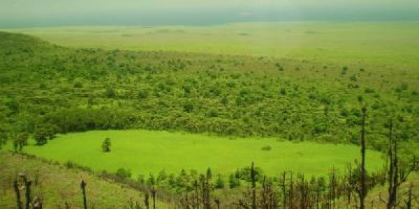 Invasive Plants In Galapagos A Global Warning