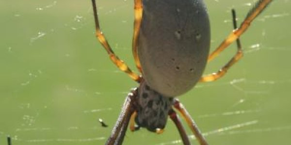 Orb-weaving Spiders In Cities May Be Larger, Reproduce Better