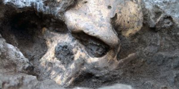 Dmanisi Skull: Homo Habilis, Homo Erectus Belonged To The Same Species - Study