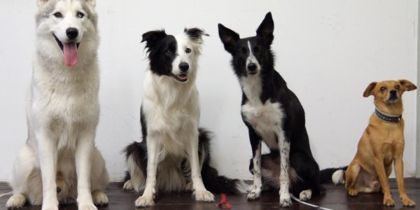 How Animals Use Numerical Competence To Make Decisions