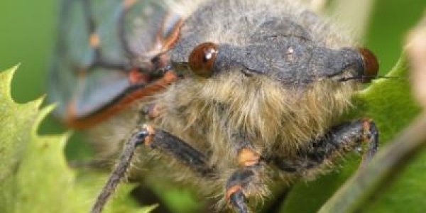 Non-Adaptive Evolution In Cicada Gut: 2 Genomes Function As 1