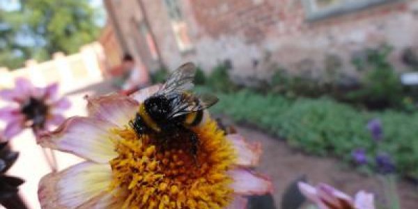 Bees Know Their Business: They Learn Which Flowers Have The Best Pollen