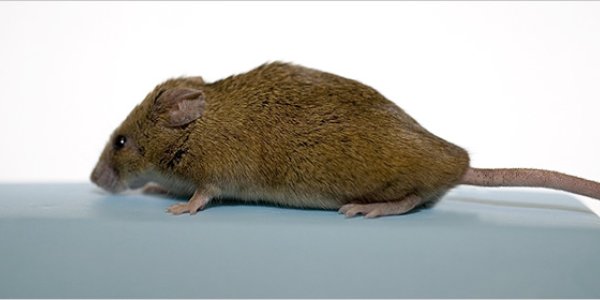 The Other Mouse Questions