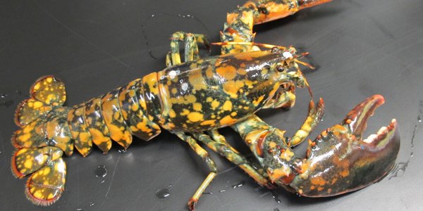 Calico Lobster Becomes Local Celebrity, Escapes Dinner Menu