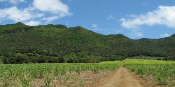 Mauritius Kestrels Show Long-term Legacy Of Man-made Habitat Change