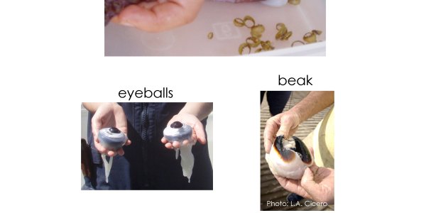 How To Take Your Squid Home