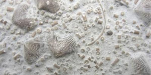 Tropical Cooling Linked To Late Ordovician Mass Extinction