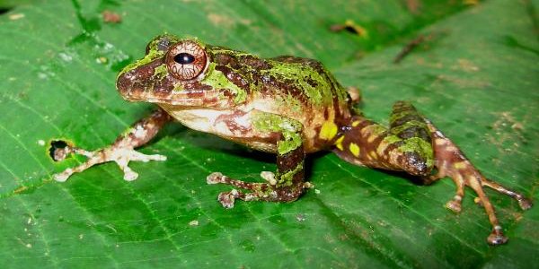 10 New Amphibian Species Discovered In Colombia