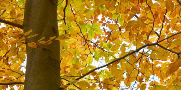 In A Global Warming Future, Autumn Foliage Will Come Later, Last Longer