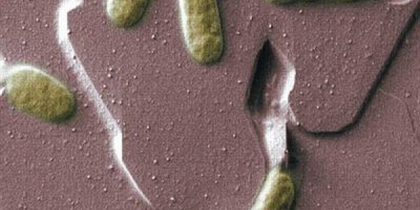 Bacterial 'Bio Batteries' Get A Step Closer