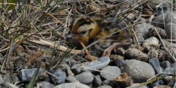 When Snow Melts, Arctic Birds Start Getting It On