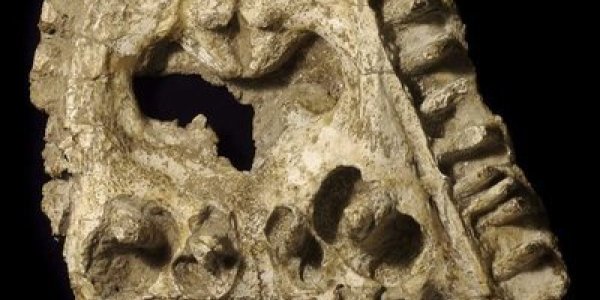 Kryostega Collinsoni - Salamander Ancestor Had Huge Teeth Up Top