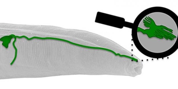 First Sensor Of Earth's Magnetic Field In An Animal Discovered