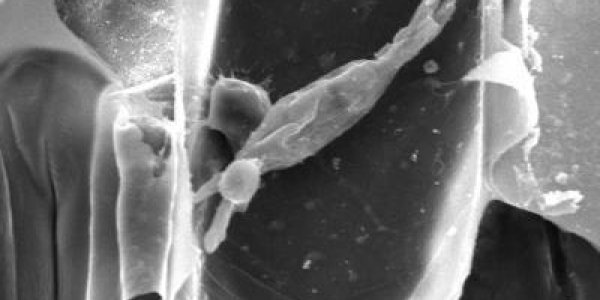 Genetic Modification May Lead To Mildew Resistant Barley