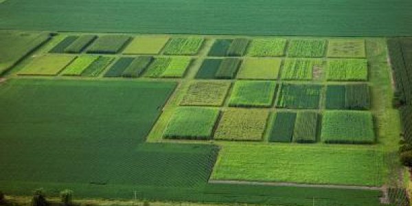 Perennial Biofuel Crops Reduce Nitrogen Losses