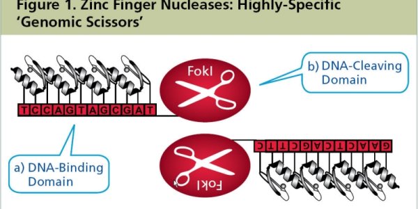 Curing Disease Through Genome Editing