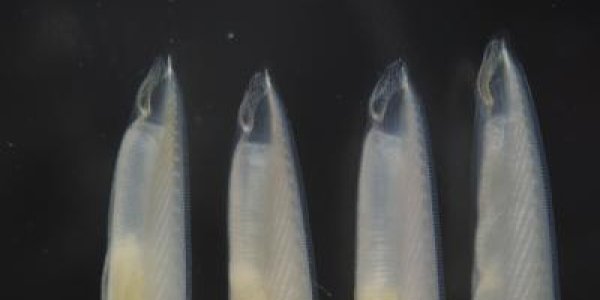 40 Year-Old Theory Confirmed: Genes Quadrupled During Evolution But Most Were Lost