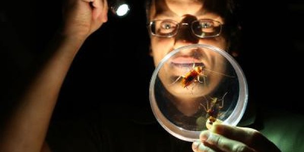 Indoxacarb Insecticide Wipes Out Entire Cockroach Generations