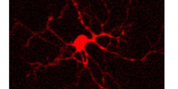 Fatal Uncoupling: New Cause Of Epileptic Seizured Discovered