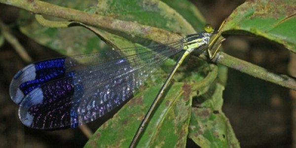 Our Bright UV-Reflecting Wing Patches Will Settle This!