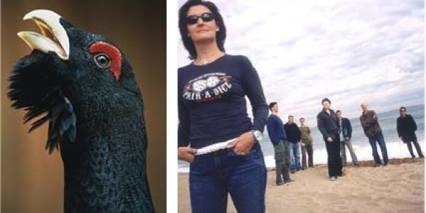 Shy Birds: Ski Tourism Hurts Capercaillie Breeding