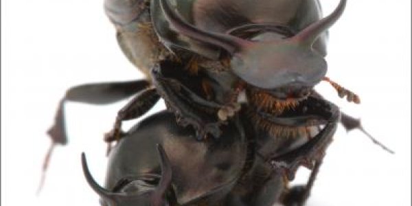 Can Old Genes Learn New Tricks?