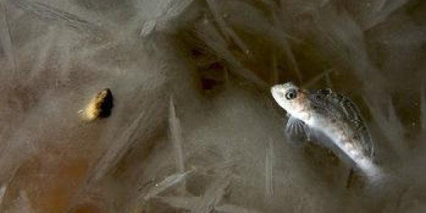 Antifreeze Proteins: Why Antarctic Fish Don't Freeze Or Melt