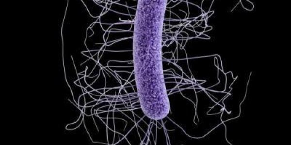 Phase I Clinical Trial To Treat Clostridium Difficile Infection Launches