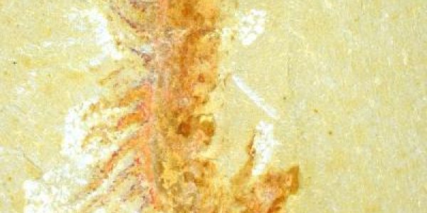 Hemichordate Revealed: 525-Million-Year-Old Fossil Of Tentacled Creature