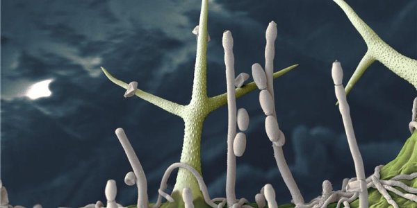 No Free Lunch In Nature – The Dilemma Of Plants Fighting Infections