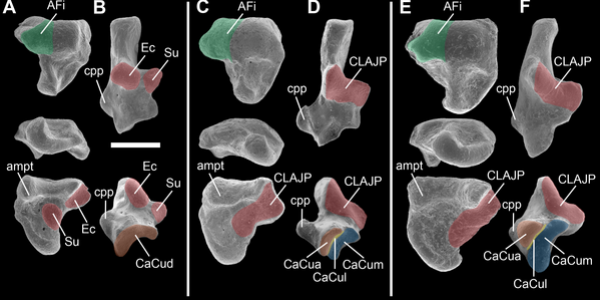 Did The Monito del Monte Make Its Way From South America To Australia - And Back - Millions Of Years Ago?