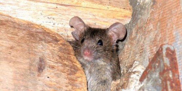 Eat Less, Move Less, Live Longer