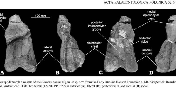 Glacialisaurus Hammeri: New Genus And Species Of Dinosaur Discovered In Antarctica