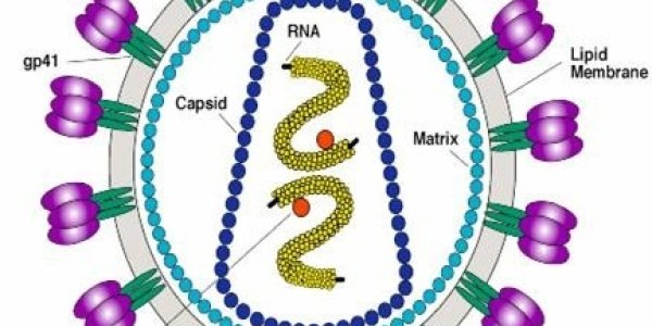 Will This HIV Vaccine Succeed Where Others Have Failed?