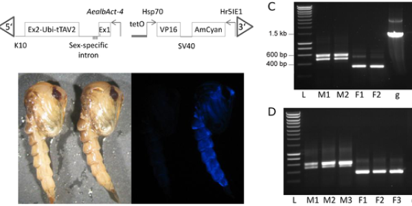 Aedes Albopictus: Wings Of The Asian Tiger Mosquito Clipped