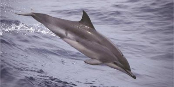 Clymene Dolphin Resulted From A Natural Genetic Modification