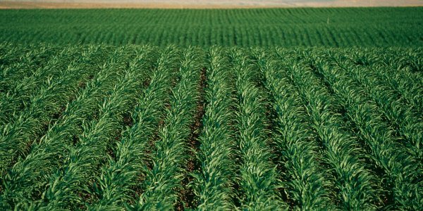 Short Corn: How Science Saved The Public From Food Shortages, Though Environmentalists Oppose It
