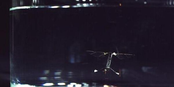 Flight - And Dive - Of The RoboBee