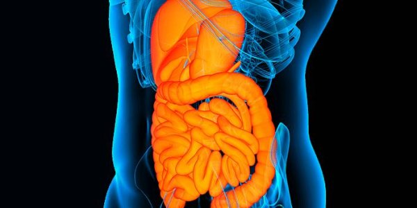 How Gut Microbiota Affect Intestinal Integrity
